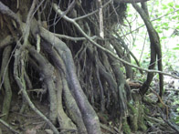 &copy; Zierfischfreunde Immenhausen-Holzhausen